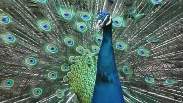 Good luck for the peacock