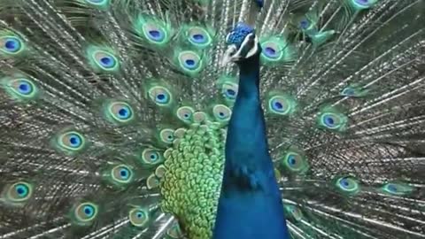 Good luck for the peacock