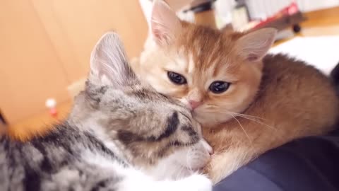 The moment when kittens Coco and Mimi had a heart-to-heart talk