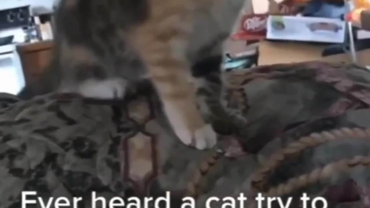 Every herad a cat try to brack