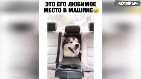 PRIKOLY S ZHIVOTNYMI 😺🐶 Smeshnyye KOTY i SOBAKI | Zabavnyye Zhivotnyye