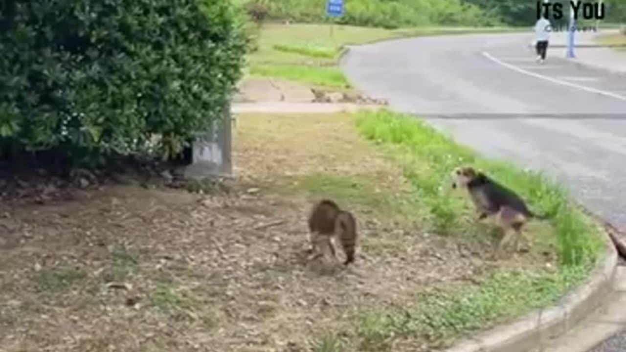 Cats alwaysave there love onse