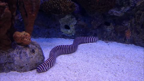 Striped eel swimming in the water