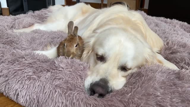 My Dog's Reaction When His Bed Was Taken Away [by Rabbits]