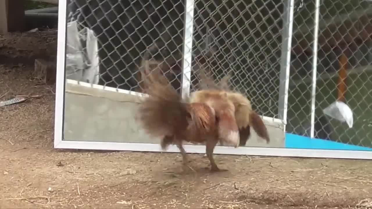 Animals Seeing Themselves For The First Time!