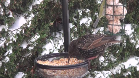Dec 2010 Snow NE Scotland
