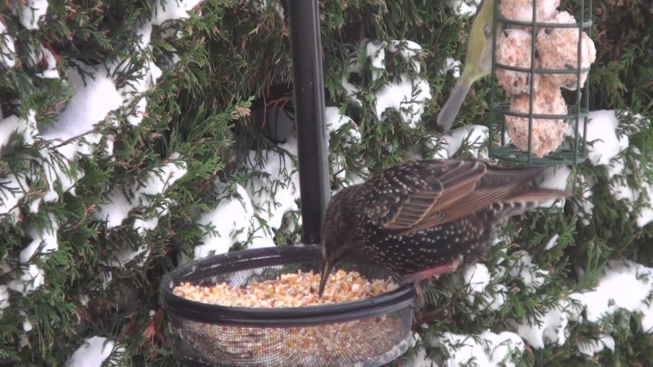 Dec 2010 Snow NE Scotland