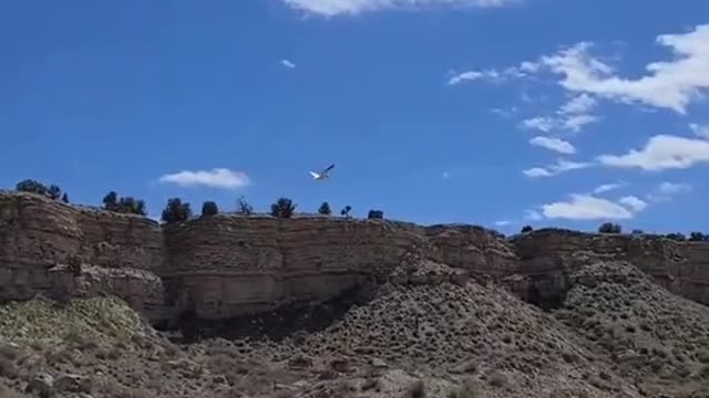 pelican fly bye #pelican #river #colorado #fishing #peace #nature #IFeelWeightless