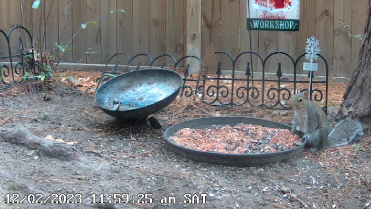 Live outdoor cam