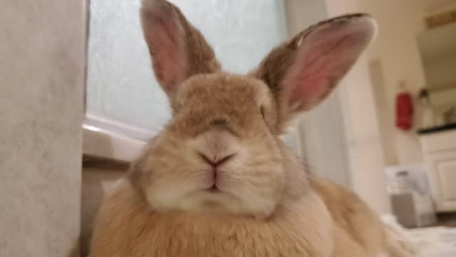 Daisy chomping on hay