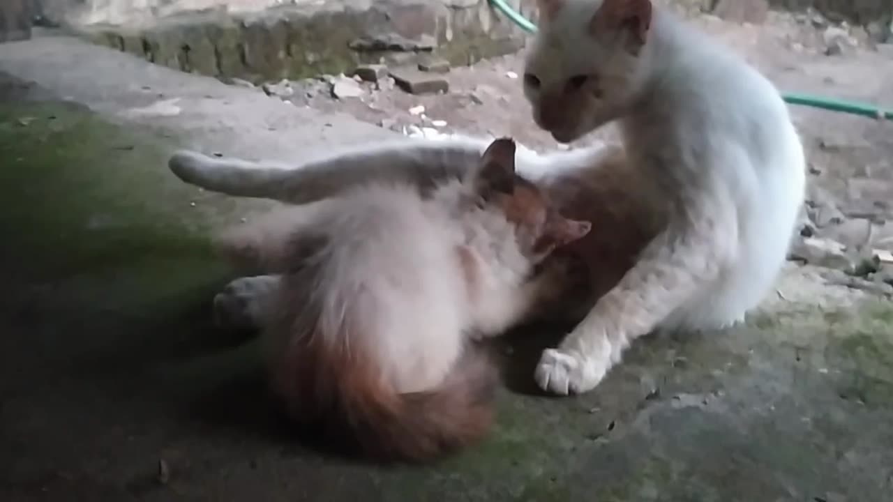 Anak kucing lucu minum susu