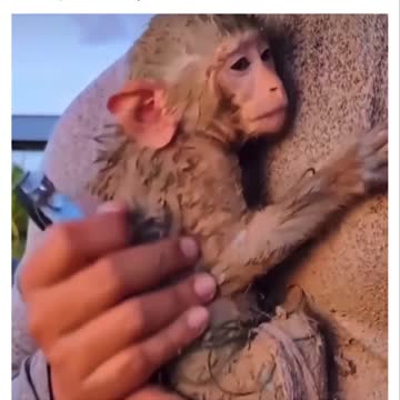 Monkey rescue (no sound)