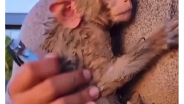 Monkey rescue (no sound)