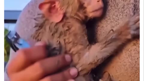 Monkey rescue (no sound)