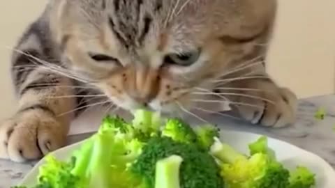 Unstoppable funny cat