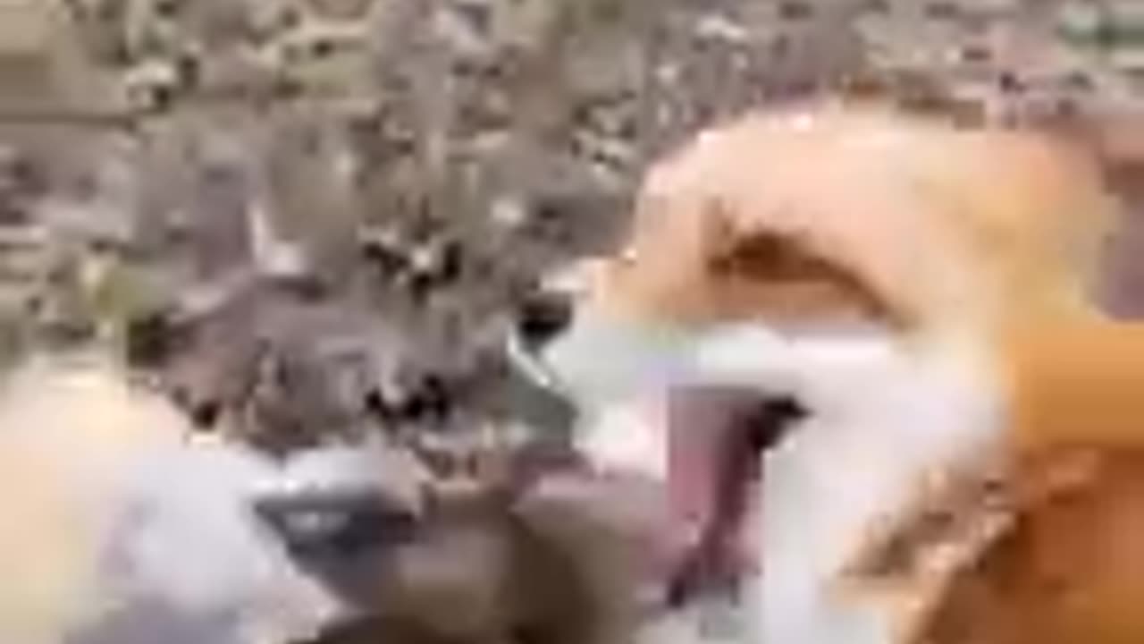Fox laughing funny moments