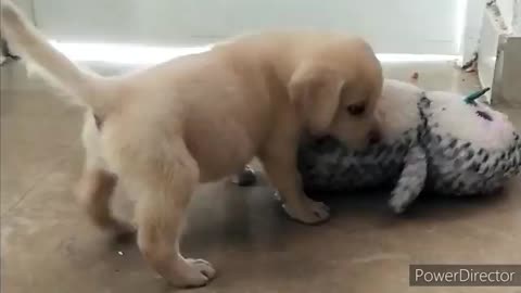 40 days old Labrador