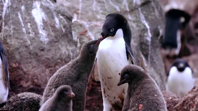 How krill fishery threatens Antarctic wildlife