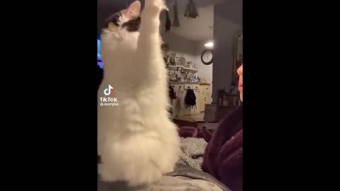 funny cats video#2023 #funnyvideo