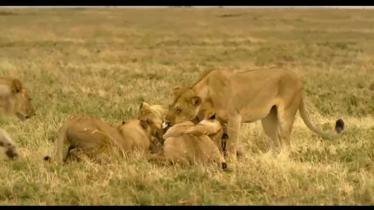 The lion family gathered to play with each other