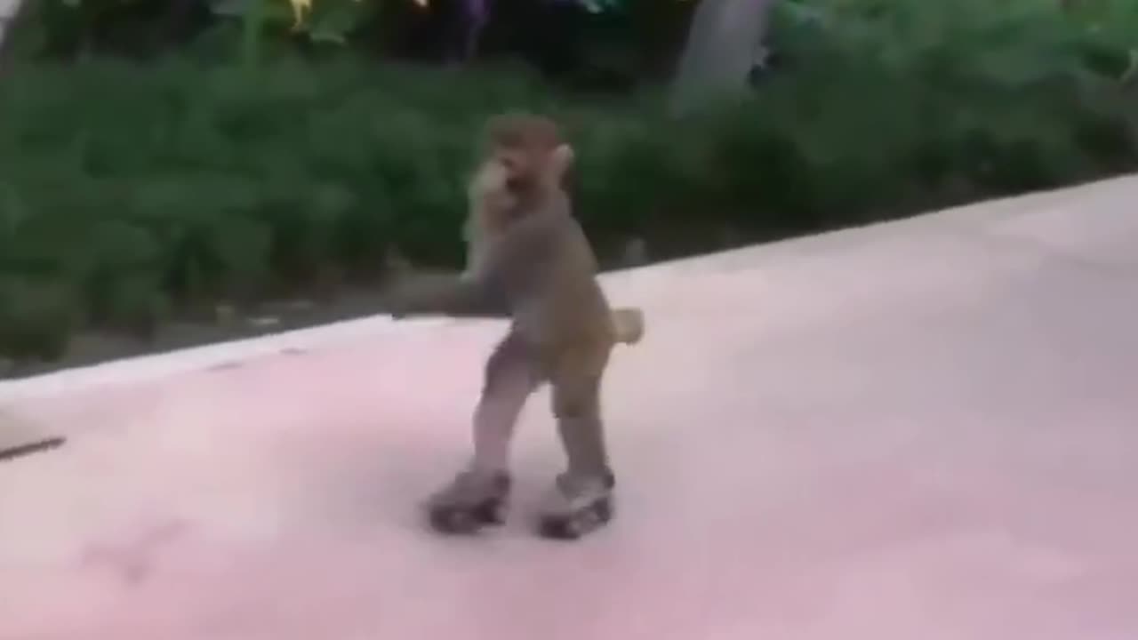 Monkey roller skating