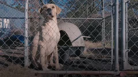 Approximately 40 dogs rescued from alleged neglect in Texas