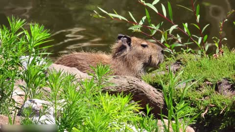 Todos os tipos de animais que vivem na floresta tropical do Brasil levam você ao mundo animal #12