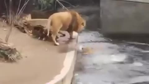 new two funni lion animal vedei