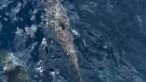 Darker Side of Dolphins?