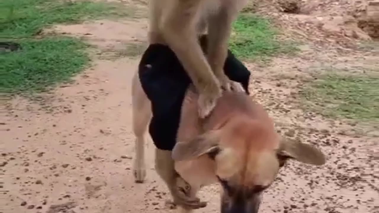 Very Interesting Monkey and Dog Friendship ❤😍😂😂😍❤😂😂😂😂😂