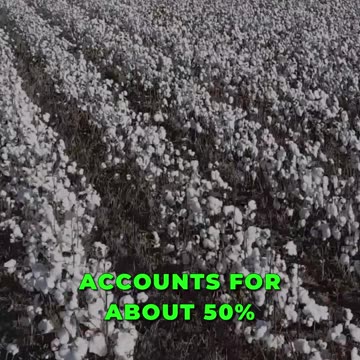 🌍👕 From Fields to Fashion: Unearthing Cotton's Global Journey 🌾👖