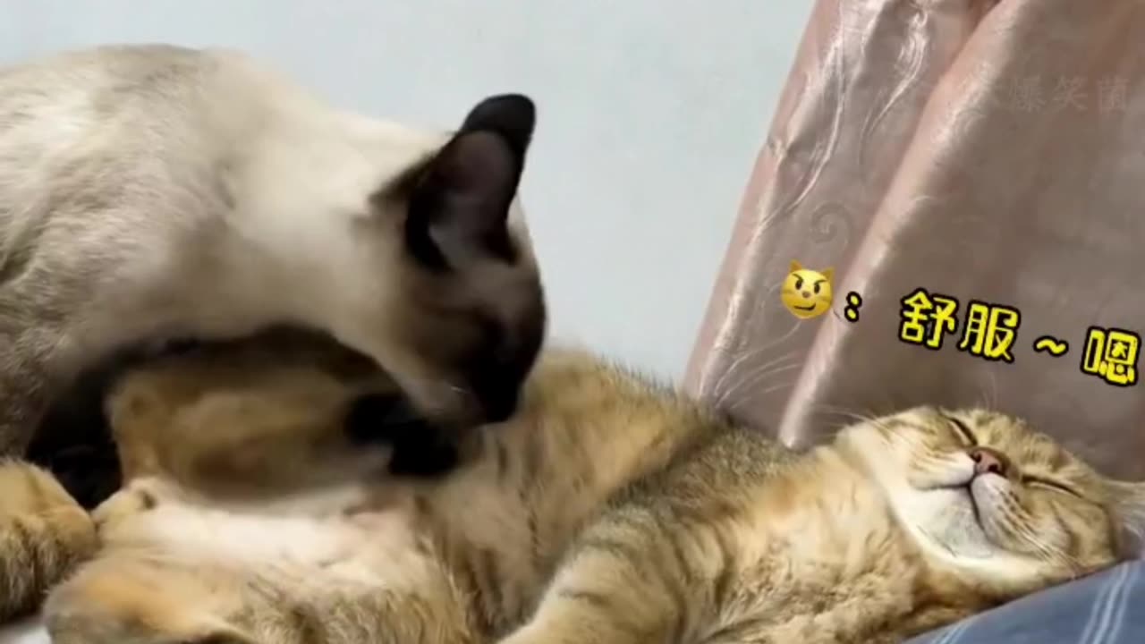 Cat Mistake Moment