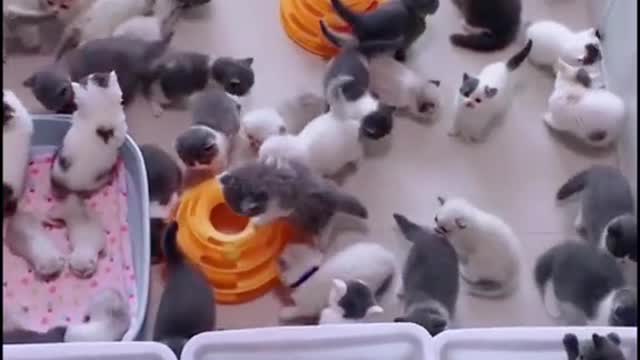 Kittens in kindergarten