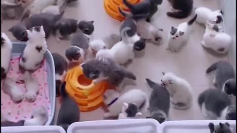 Kittens in kindergarten