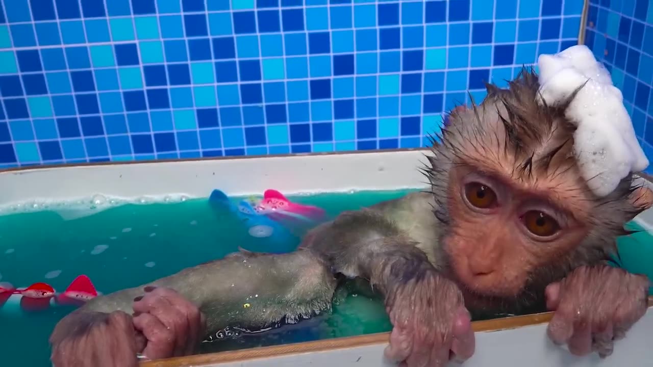 Baby monkey zozo bath in the bathtub with rainbow 🌈 fish and Play in the farm with ducklings