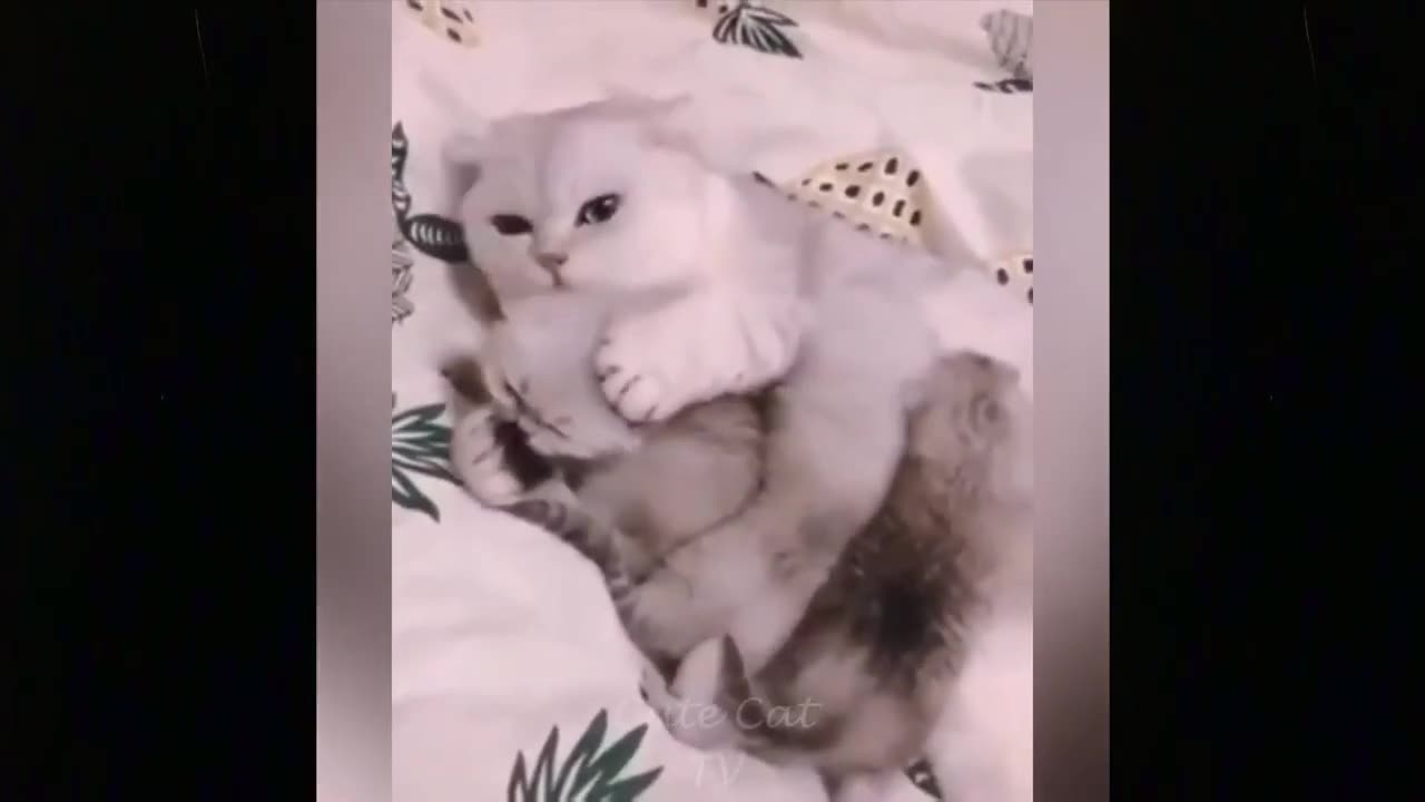 Cute cats compilation that will make you say Awwwwwwww