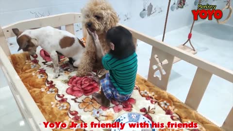Yo Yo Jr is friendly with his friends_720p