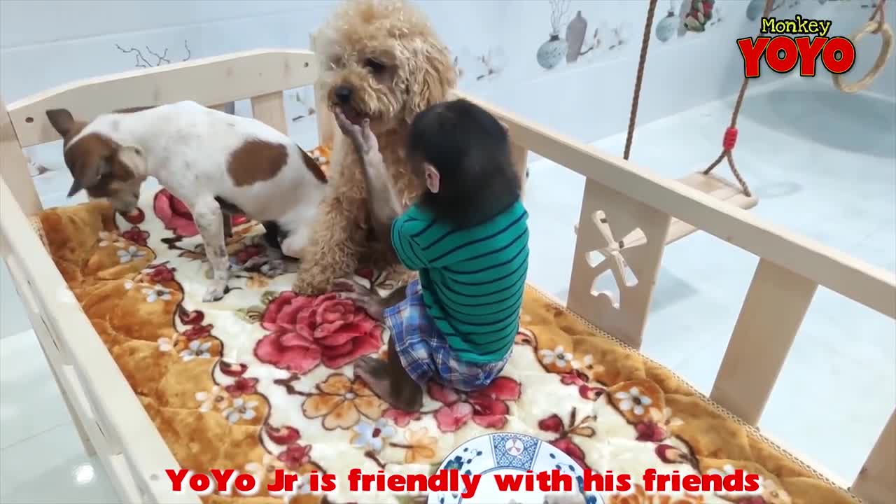 Yo Yo Jr is friendly with his friends_720p