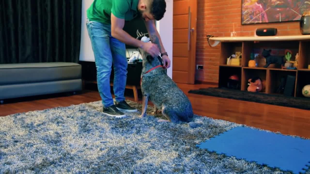 how to train your dog