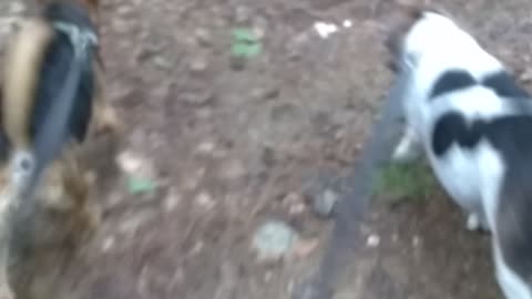 Dog Walk