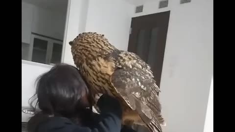 big owl!