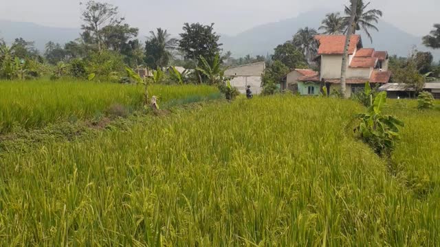 waiting for harvest