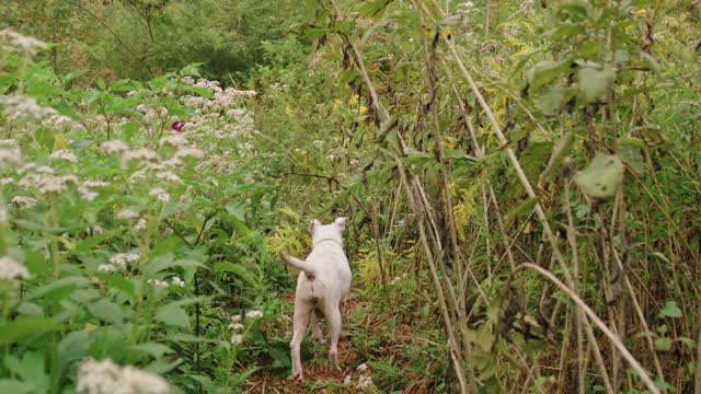 A Dog Walking In The Forest Ground