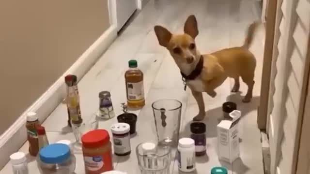 Funniest Videos 2022 😂 Funny Cats 🐱 and Dogs 🐶 Part 34 https://youtu.be/J458dHqrYdc