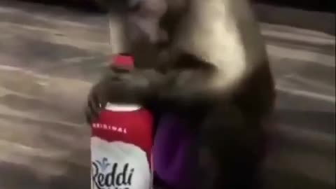 funny animal clip