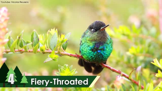 TOP 10 Most Beautiful Hummingbirds in the World