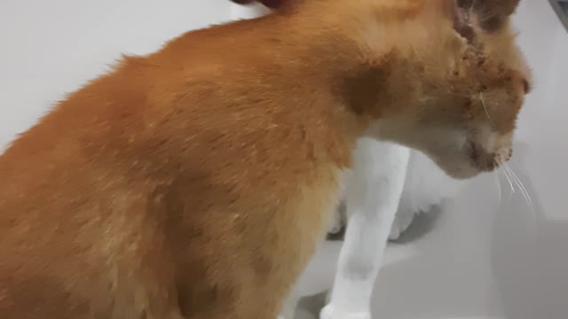 Funny cat #2