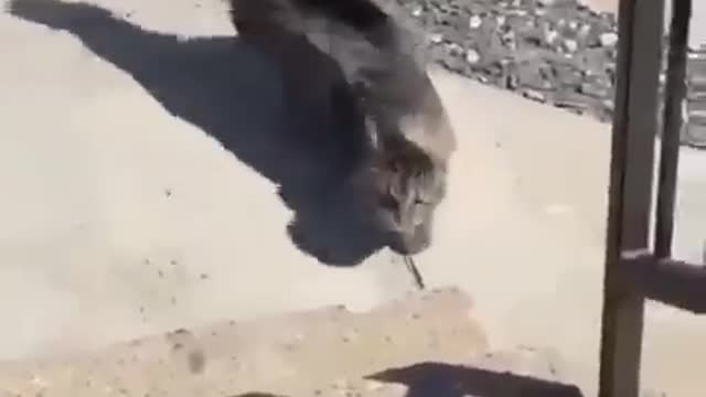 A cat facing the storm