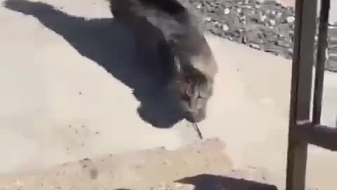 A cat facing the storm