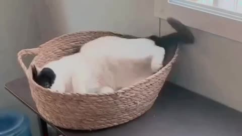 - Funny videos 😂 - 😺 😍 Bast laugh Acelator
